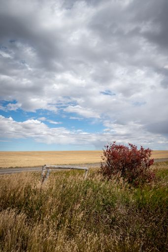 A vertical shot of plants and a straw sunny field under a cloudy sky on the horizon