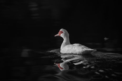 A white musky duck swimming in the pond at night