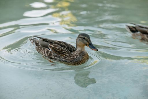 A duck swimming in a quiet pond