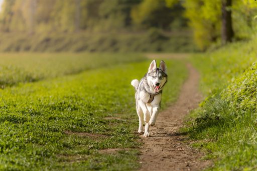A Siberian Husky joyfully running down a grassy path in a lush green park under a sunny sky.