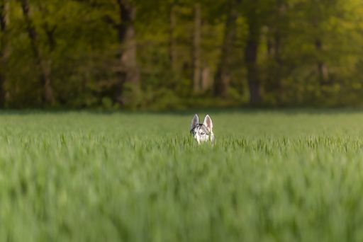 A husky peeking through tall grass in a lush green field with a forest backdrop, capturing a playful and curious moment.