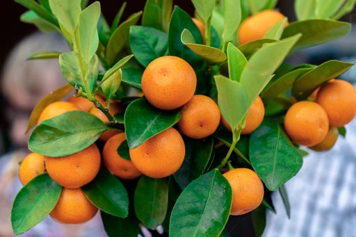 A selective focus shot of a bunch of citrus calamondin