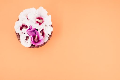 Beautiful pink and white hibiscus flowers in a wicker basket isolated on a coral background