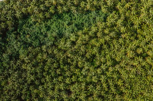 An aerial view of the tropical trees in the Mentawai islands in Indonesia - perfect for background