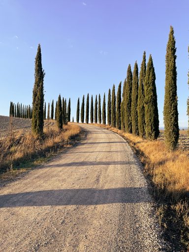 road lined with cypress trees aginst blue sky in tuscany, italy