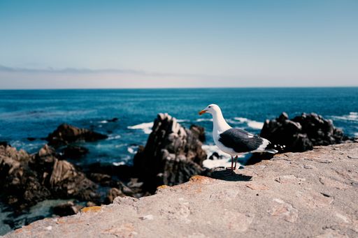 A seagull perched on a rocky coastline with the vast ocean and clear blue sky in the background.