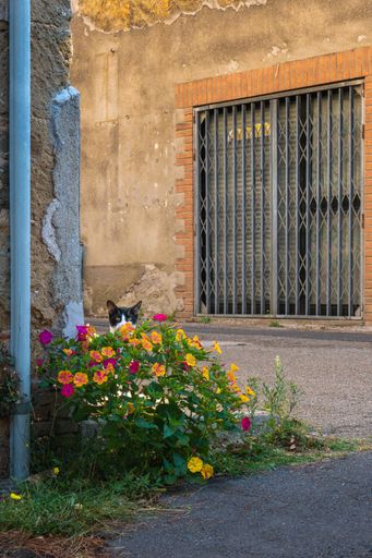 A cute black and white cat peeps behind a flower bush. Italy.