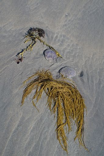 The seaweeds on the sandy seashore