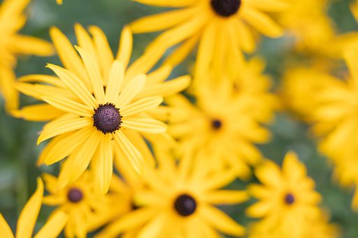 A selective focus closeup shot of yellow rudbeckia flowers on a blurry background