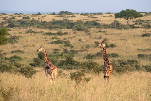 Two Baringo Giraffes (Giraffa camelopardalis) in Murchison Falls National Park, Uganda
