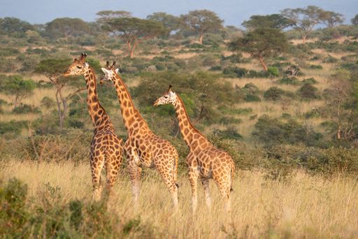 Three Baringo Giraffes (Giraffa camelopardalis) in Murchison Falls National Park, Uganda