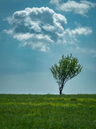 A solitary tree stands in a lush green field under a dramatic cloudy sky, capturing a serene and peaceful landscape.