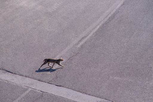 A top view of a cat walking in the city