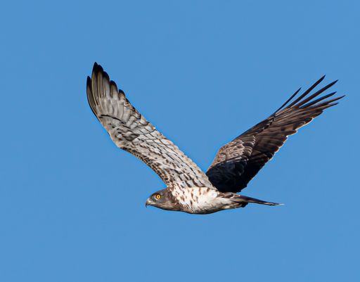 A majestic eagle flying high in the clear blue sky with wings wide open