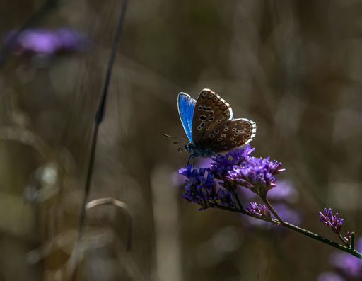 A macro shot of a beautiful butterfly perched on a violet flower with a blurry background