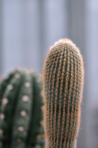 A shallow focus shot of Espostoa guentheri cactus in the blurred background