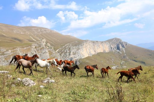 A closeup shot of many horses grazing in the field with beautiful rocky mountains