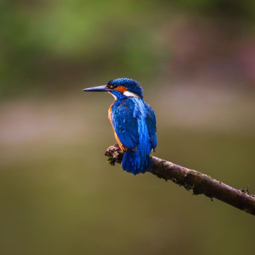 A vibrant kingfisher perched on a branch with a blurred green background, showcasing its striking blue and orange plumage.