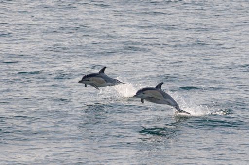 Two dolphins leaping out of the ocean in a synchronized jump under a clear sky