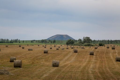 The harvested hay and straw for feeding pets in winter