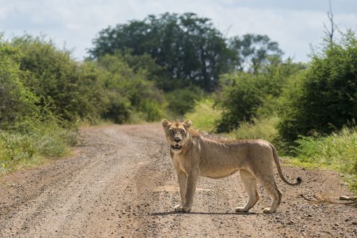 A lioness stands on a dirt road in a lush green savannah, showcasing wildlife in its natural habitat.
