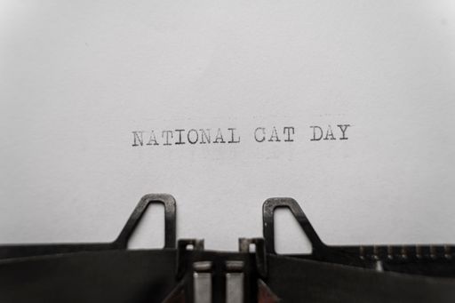 national cat day typed words