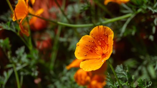 Close-up of an orange poppy flower with water droplets, surrounded by green foliage.