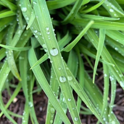A selective focus shot of a long herb covered in dew over a wet soil