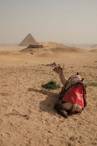 A camel rests in the desert near the pyramids of Giza, Egypt, under a hazy sky.