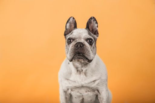 A closeup shot of a Funny french bulldog isolated on a yellow background
