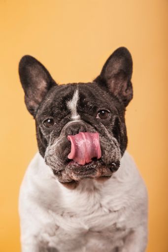 A closeup shot of a Funny french bulldog isolated on a yellow background