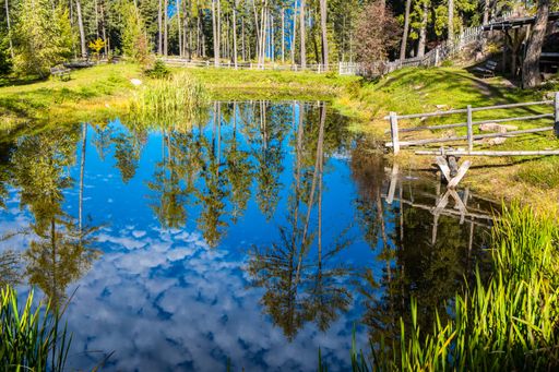 A pond surrounded by greenery with trees reflecting on the water under the sunlight at daytime