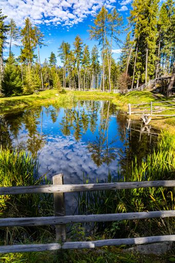 A pond surrounded by greenery with trees reflecting on the water under the sunlight at daytime