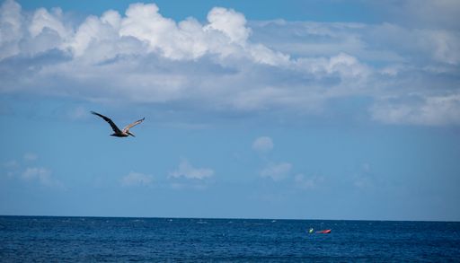 A pelican soars over a tranquil ocean under a bright blue sky with scattered clouds