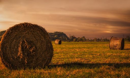 Several rolled hay bales in the field during sunset