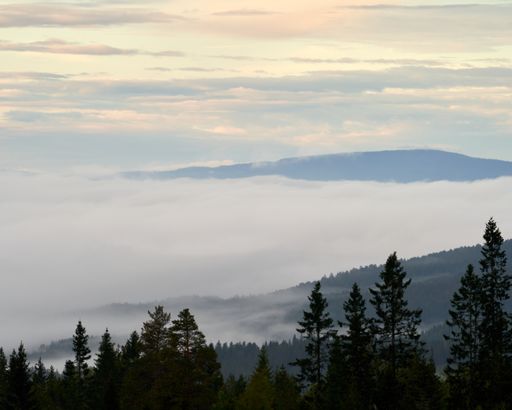 A vertical shot of foggy autumn in Kroderen, Norway.