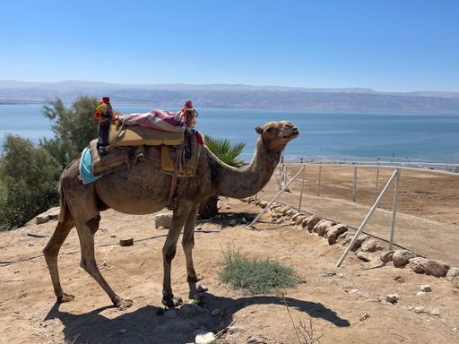 A camel with a colorful saddle stands by the Dead Sea under a clear blue sky.