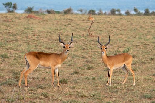A pair of hartebeest in the Murchison Falls National Park, Uganda