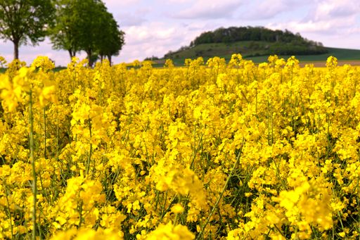 Close up of a flowering yellow raps field in Lower Saxony, Germany. Insect friendly and ecological farming. Selective focus shot.