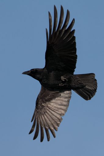 A crow in flight with outstretched wings against a clear blue sky, showcasing its sleek black feathers.