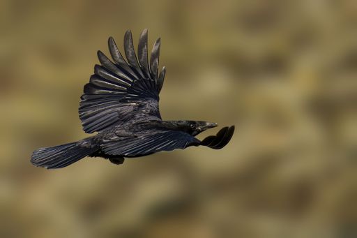 A black raven in flight with wings spread against a blurred background, capturing the elegance of motion in nature.
