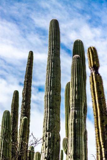 A vertical shot of the saguaro. A tree-like cactus species in the monotypic genus Carnegiea.