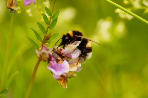 Close-up of a large earth bumblebee on a vetch. They like to bite the base of the flower to get directly to the nectar.