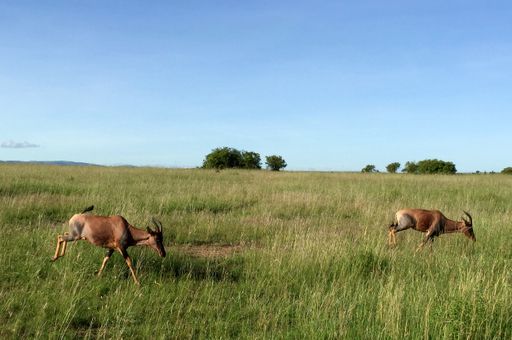 The damaliscus, known as tsessebes, genus of antelope in the family Bovidae, subfamily Alcelaphinae.