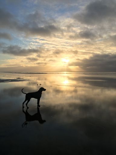 A vertical picture of a dog standing on the sea under a cloudy sky and sunlight during the sunrise