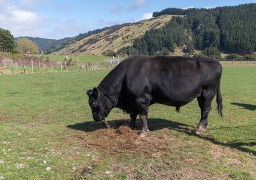 A large black cow grazing on a meadow near Wellington, New Zealand