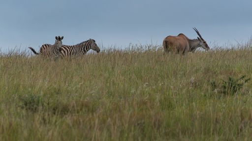 The zebras and an antelope graze peacefully on a grassy savanna under a cloudy sky, showcasing the beauty of African wildlife.