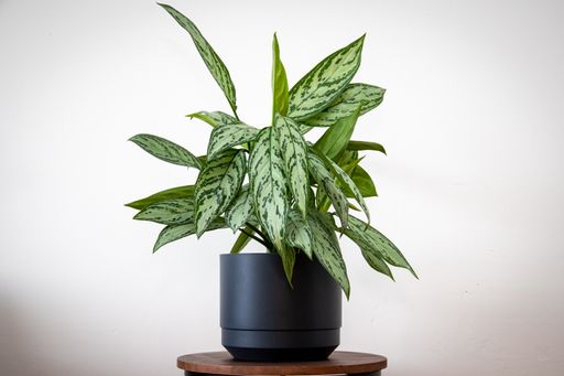 A houseplant on a small wooden table in front of a wall