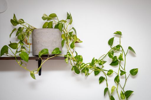 A closeup of Epipremnum aureum in the pot, devil's vine or devil's ivy.