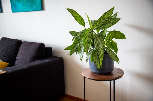 A houseplant on a small wooden table in the living room